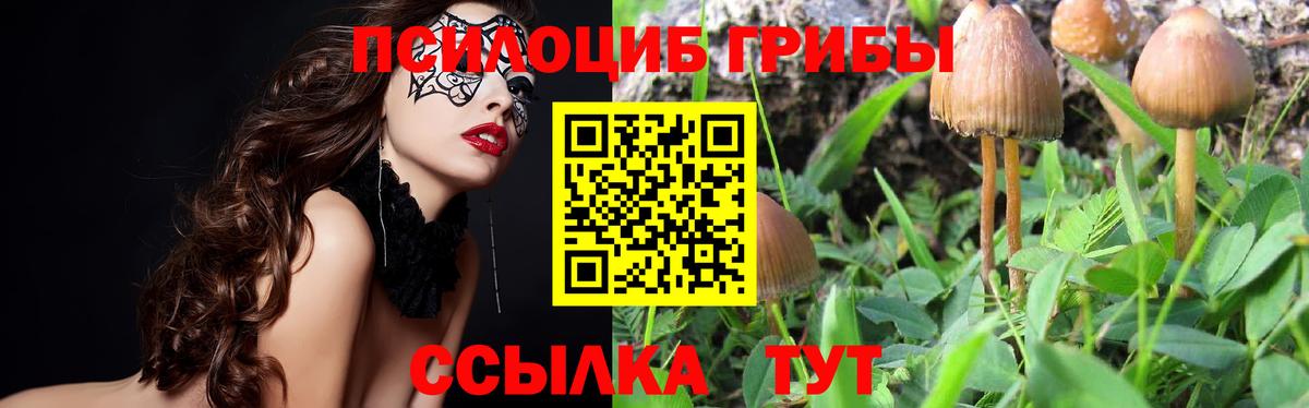 Псилоцибиновые грибы мицелий Красногорск